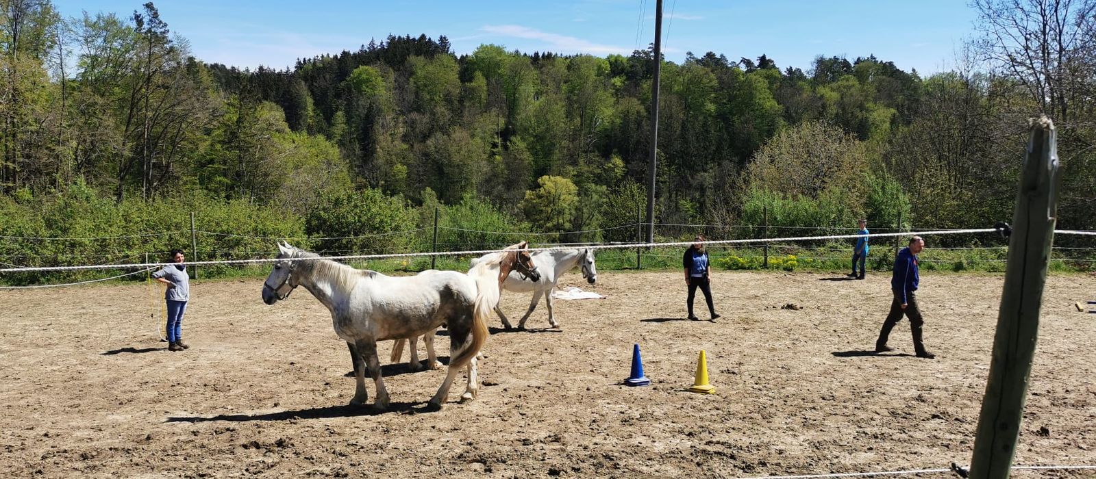 Pferdegestütztes Coaching am Bodensee mit Melanie Joos – Begegnung mit dem Pferd, kein Reiten nötig