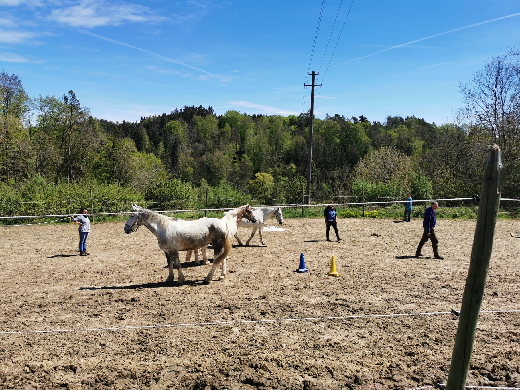 Pferdegestütztes Coaching